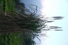 Saccharum bengalense